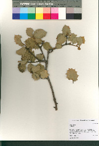 Quercus palmeri image