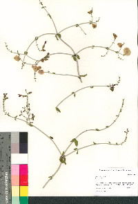 Scutellaria mexicana image