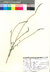 Verbena neomexicana image