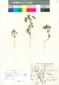 Acalypha neomexicana image