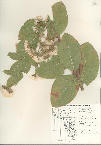 Acourtia thurberi image