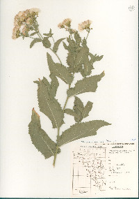 Acourtia wrightii image