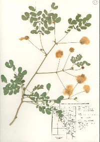 Albizia occidentalis image