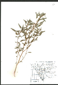 Amaranthus fimbriatus image