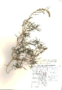 Amaranthus fimbriatus image