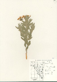 Amsonia tomentosa image