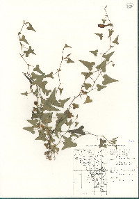 Image of Aristolochia batucensis