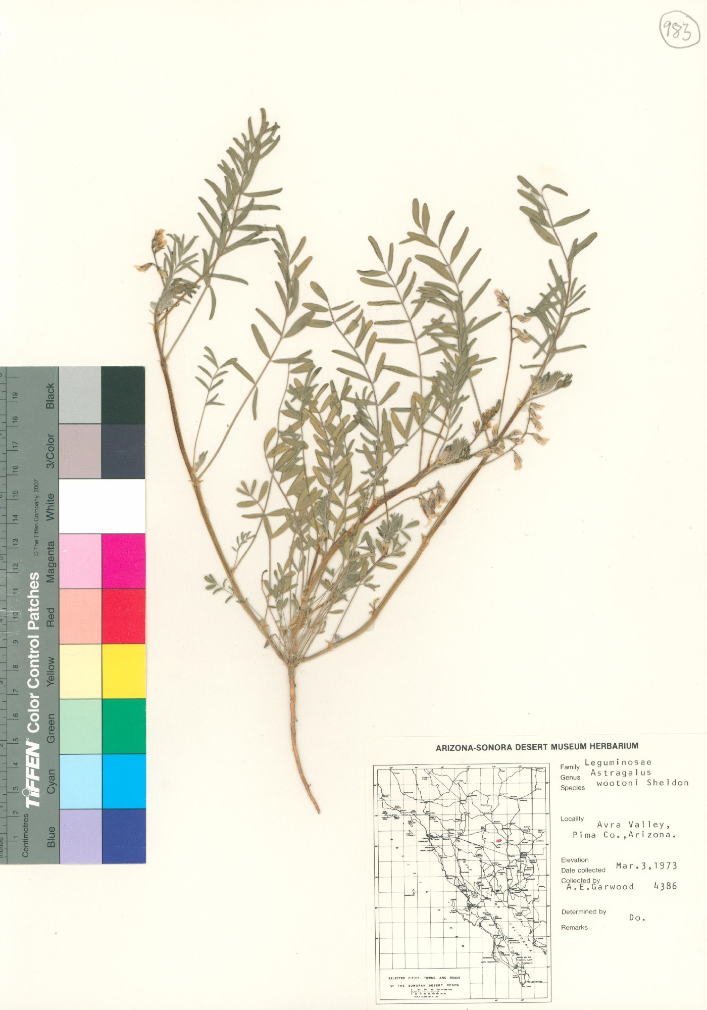 Astragalus wootoni image