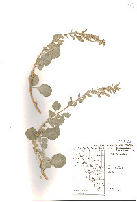 Atriplex barclayana image