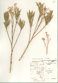 Baccharis salicifolia image