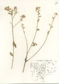 Baccharis thesioides image