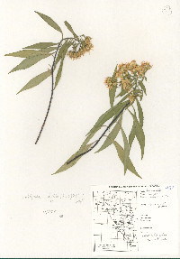 Barkleyanthus salicifolius image