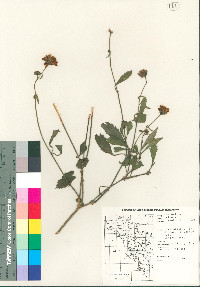 Bidens sambucifolia image
