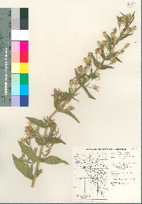 Brickellia amplexicaulis image