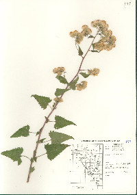 Brickellia grandiflora image