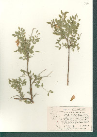 Brongniartia peninsularis image