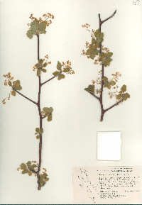 Bursera epinnata image