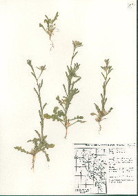 Centaurea melitensis image