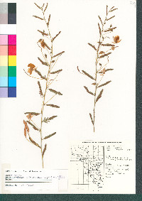 Chamaecrista serpens var. wrightii image