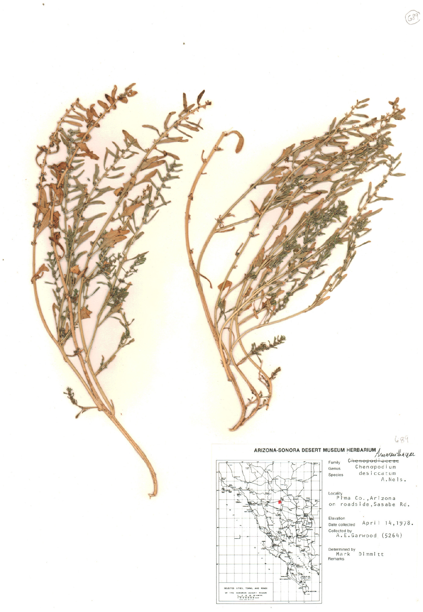 Chenopodium desiccatum image