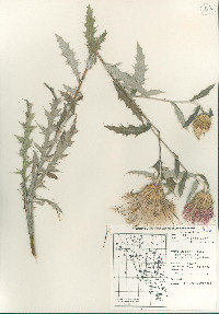 Cirsium undulatum image