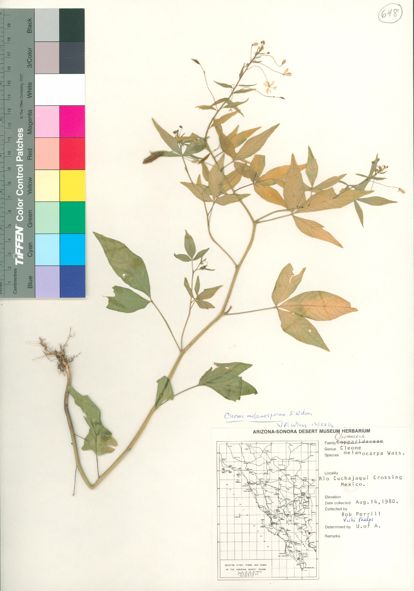 Cleome melanosperma image