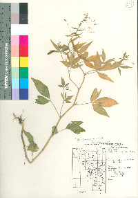 Cleome melanosperma image