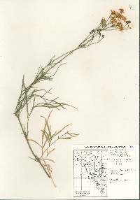 Coreocarpus arizonicus image