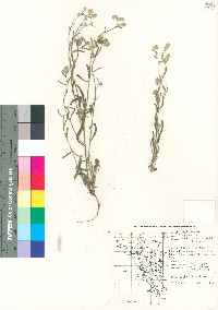 Cryptantha decipiens image