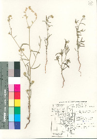 Cryptantha nevadensis image