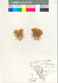 Cylindropuntia acanthocarpa var. major image