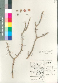 Cylindropuntia leptocaulis image