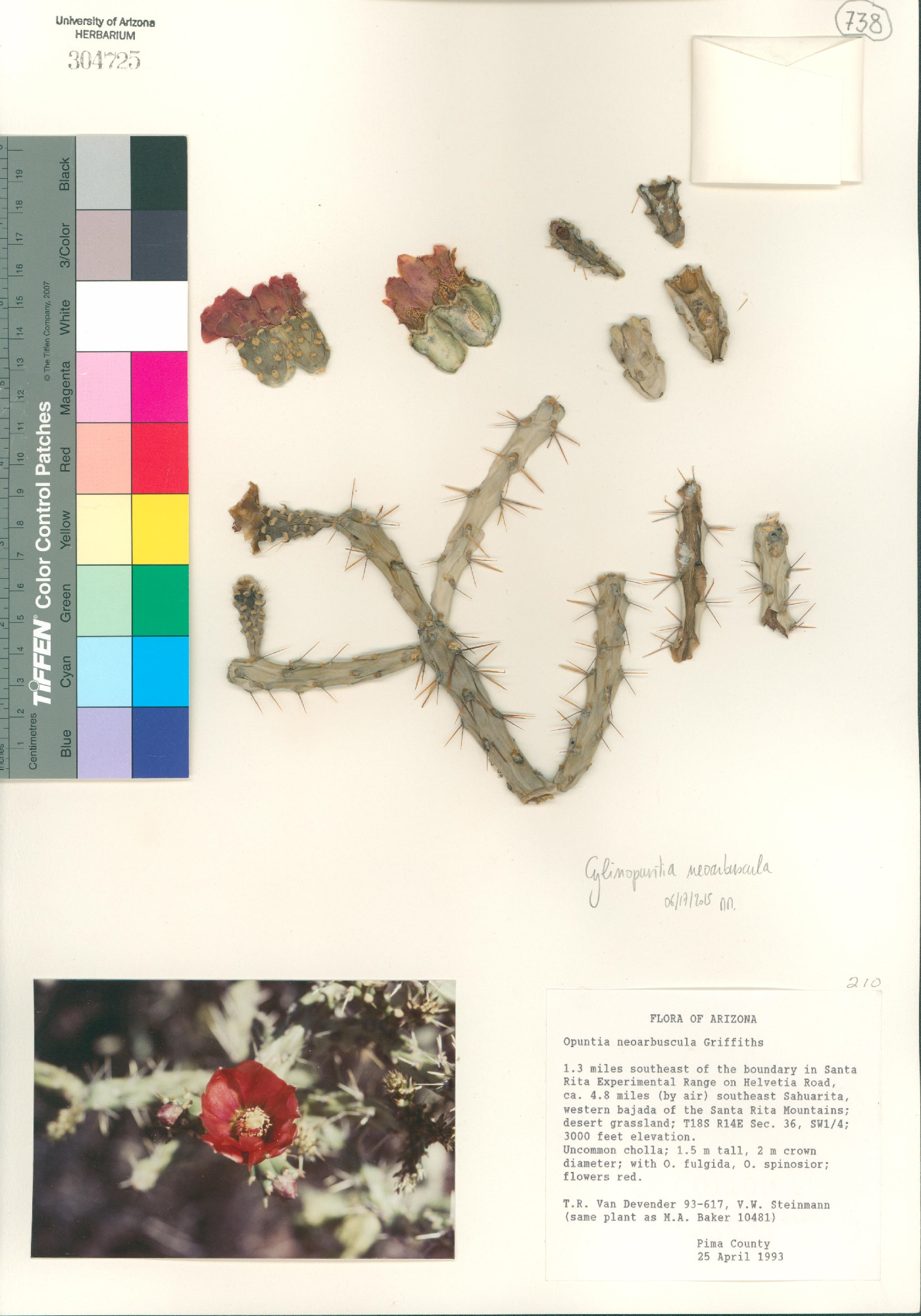 Cylindropuntia neoarbuscula image