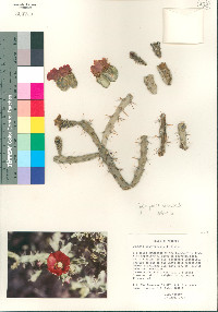 Image of Cylindropuntia neoarbuscula