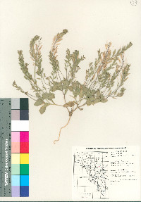 Draba cuneifolia image