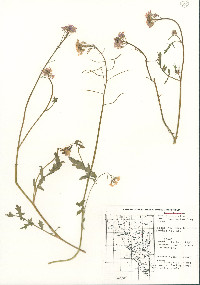 Dryopetalon runcinatum image