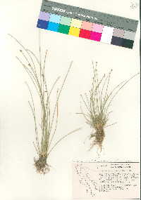 Eleocharis geniculata image