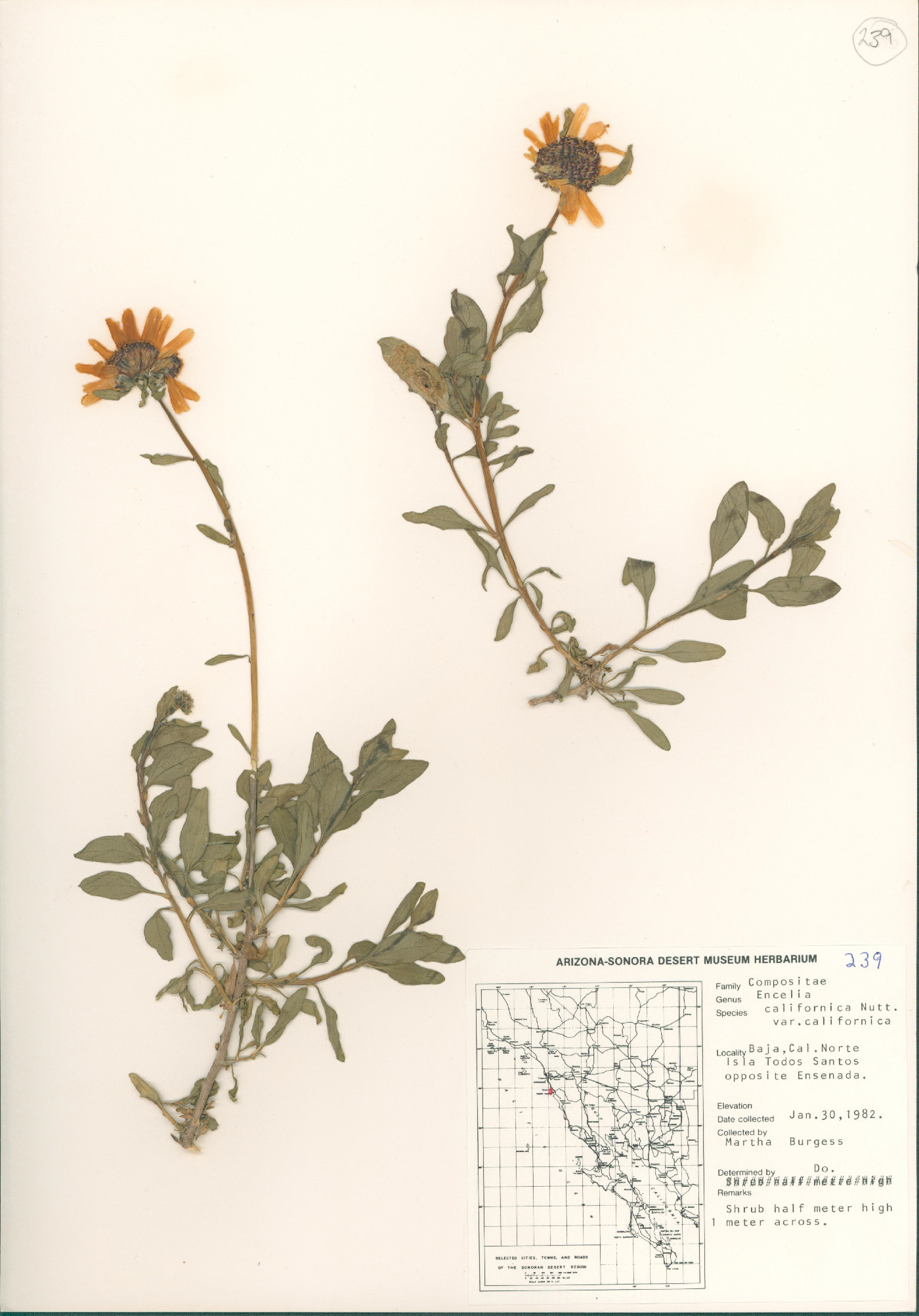 Encelia californica var. californica image