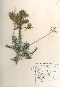 Encelia stenophylla image