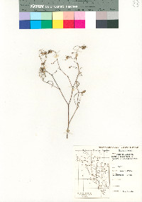 Chamaesyce florida image