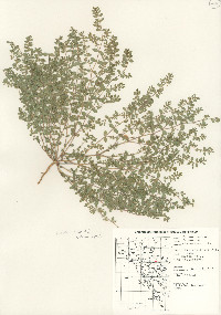 Euphorbia prostrata image