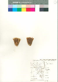 Ferocactus diguetii image