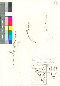 Harpagonella arizonica image