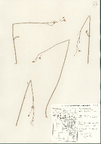 Helianthemum scoparium image