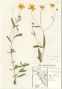 Heliomeris multiflora image