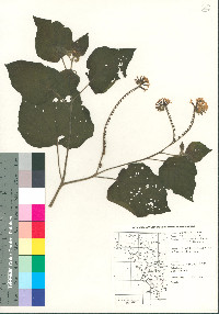 Heliotropium macrostachyum image