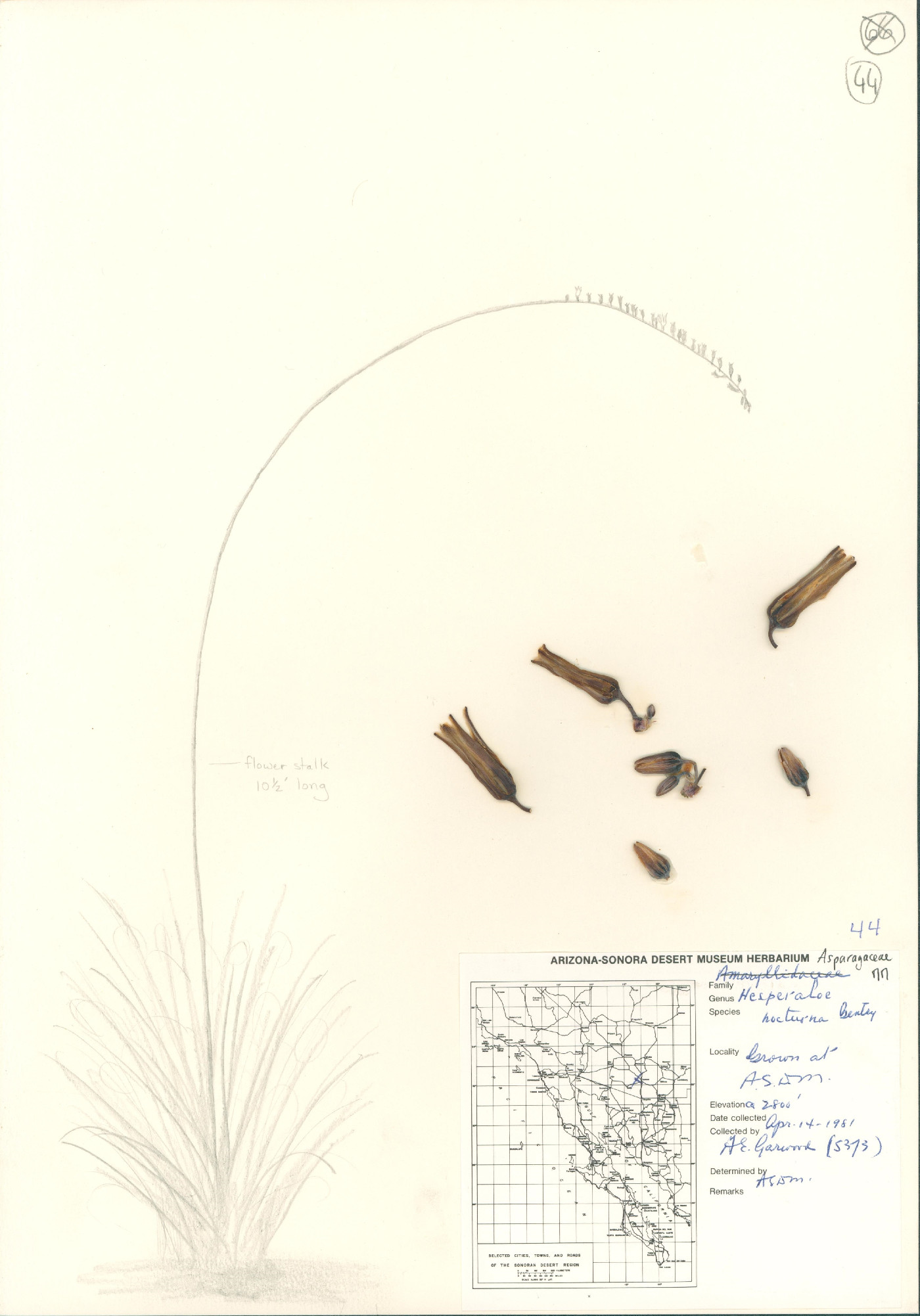 Hesperaloe nocturna image