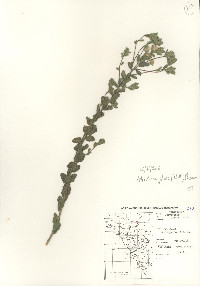 Heterotheca villosa var. foliosa image