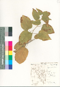 Ipomoea arborescens image