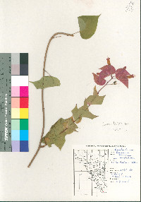 Ipomoea bracteata image